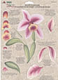folk art one stroke painting Reusable Teaching Guides  Orchids 