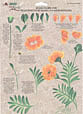 folk art one stroke painting Reusable Teaching Guides  Marigold/Gladiolus 