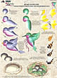 folk art one stroke painting Reusable Teaching Guides  Nature's Critters 