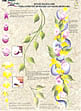 folk art one stroke painting Reusable Teaching Guides  Bow Bouquet 
