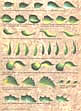 folk art one stroke painting Reusable Teaching Guides  Leaf Strokes 