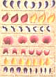 folk art one stroke painting Reusable Teaching Guides  Flower Petal Strokes 