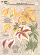 folk art one stroke painting Reusable Teaching Guides  Lilies 